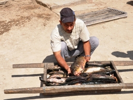 Trip to the Aral Sea. Fish