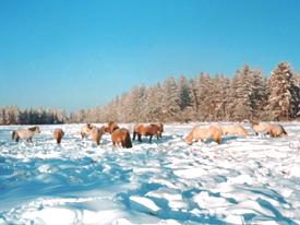 Wild horses in Siberia in winter