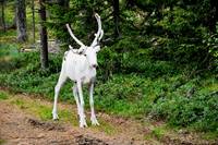 Finland, reindeer in the North