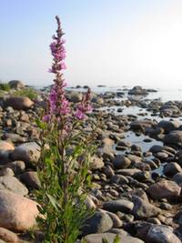 Karelia, Onega lake