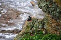 birds at Kunashir