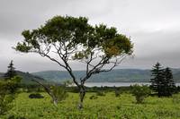 the Kuril nature park