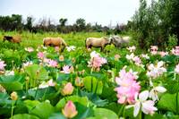 Lotus fields in the Volga River's delta